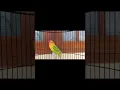 Download Lagu lovebird ngekek