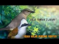 Download Lagu masteran burung tembakan rapat dan kasar | masteran tembakan kasar dan rapat burung kecil