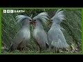 The Flightless Bird of New Caledonia | South Pacific | BBC Earth