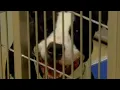 Southwest Missouri Humane Society offers dog adoption special as it runs out of space
