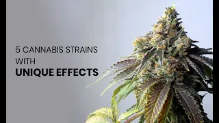 Download 5 Intense Cannabis Strains With Wildly Unique Effects MP3