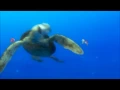 SQUIRT - Finding Nemo Totally