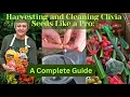 Lagu Harvesting your Clivia Seeds like a Pro  From Berry to Clean Seeds