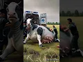 Download Lagu Sapi melahirkan #cow #animals #animallover #rescueanimals #pets #humanity  #sapi #sapimelahirkan
