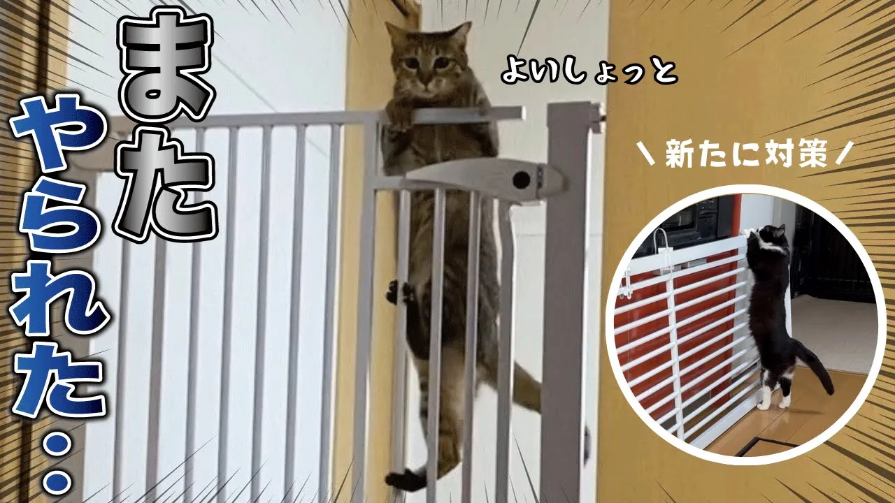 【悲劇】勘弁して‥脱走防止柵をよじ登ってくる猫といたちごっこに