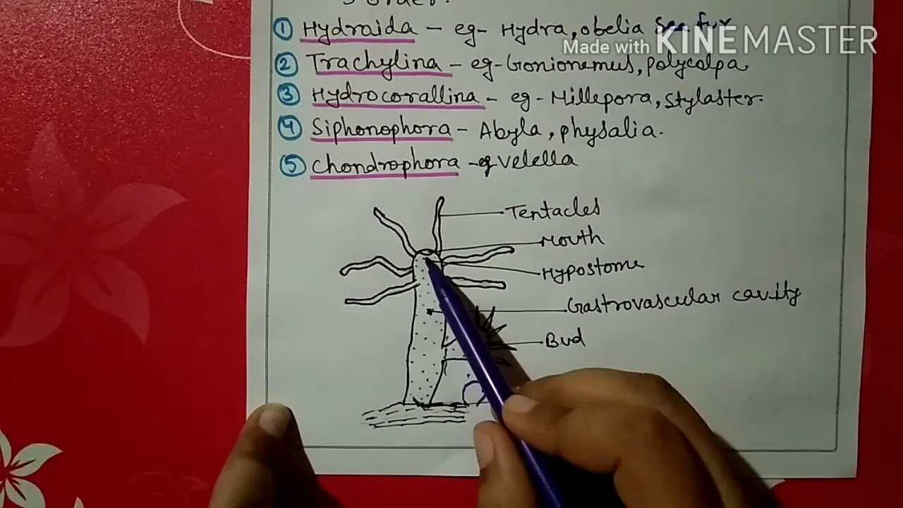 Phylum coelenterata characters and classification