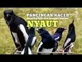 Download Lagu kacer gacor NGEPLONG tarung ini paling ampuh buat PANCINGAN KACER agar EMOSI