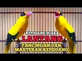 Download Lagu SUARA PANCINGAN BURUNG KEPODANG AGAR RAJIN BUNYI | KICAUAN MASTERAN KEPODANG SUARA LANTANG