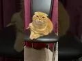 Download Lagu Котик 🐱 позитив #веселыекоты