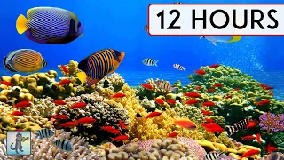 BEAUTIFUL CORAL REEF AQUARIUM COLLECTION 12 HOURS BEST RELAX MUSIC SLEEP MUSIC 1080p