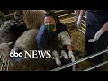 TV viewers find escape with All Creatures Great and Small