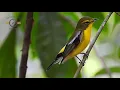 Download Lagu MASTERAN GACOR \u0026 PIKAT SIKATAN EMAS SUARA PANCINGAN PART 2 KICAU MERDU ASLI SUARA BURUNG