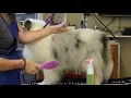 Line Brushing Tutorial Double Coated Breeds