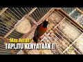 Download Lagu DULU‼️BURUNG INI BERSTATUS LOKAL,KENAPA SEKARANG HARUS IMPOR‼️ MP3
