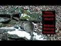 Rare seldom heard Bobcat mating sounds