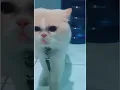 Download Lagu KUCING MELAKUKAN DO'A ZIKIR