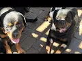 My female Rottweilers are bigger than their males