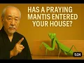 THE DIVINE MESSENGER - The Spiritual Meaning of Praying Mantis Ancestral Wisdom