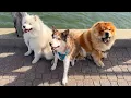 Download Lagu Chow Chow goes on play date with Samoyed and Husky
