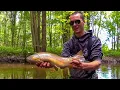 Michigan Creek Fishing - Brown Trout