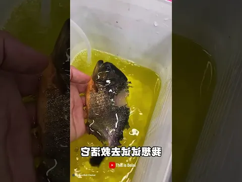 Everyone Said to Throw This Injured Fish Away… But He Refused to Give Up!