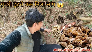 hunting gucchi mushroom at jungle most expensive mushroom gucchi morchellaesculenta