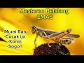 Lagu Masteran Suara Belalang Emas cocok untuk masteran Murai batu, cucak ijo, konin, sogon