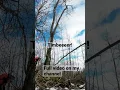 Download Lagu The tree did not stand a chance #chainsaw #husqvarna #logging