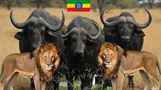  explore omo national park ethiopia s untouched wilderness 