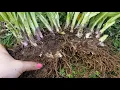 Transplanting Hostas