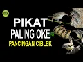 Download Lagu Suara Ciblek Betina Memanggil Jantan Untuk Pancingan dan Pikat