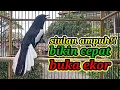 Lagu suara burung kacer ngeplong merdu sangat ampuh buat pancingan kacer bahan bikin cepat gacor