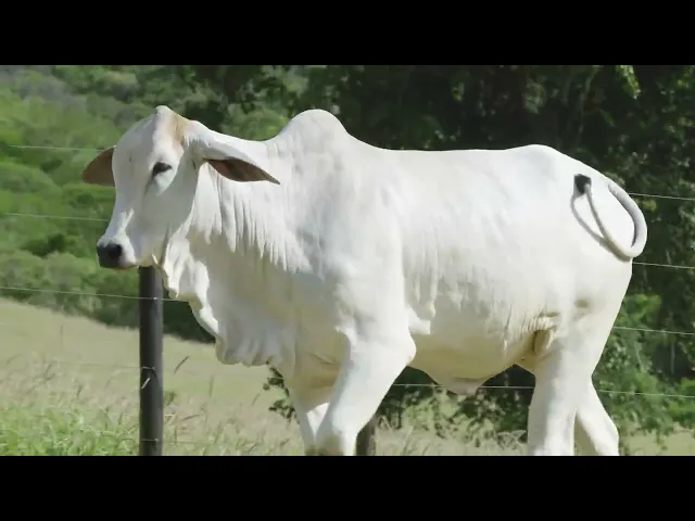 Novilha Nelore Mocho RGM - A1795