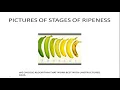 6 BASIC MACHINE LEARNING STEPS FOR BEGINNERS - IDENTIFYING ARTIFICIALLY FRUIT RIPENED EXAMPLE