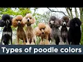You Won t Believe Which Poodle Color Is The Rarest--AND Most Common