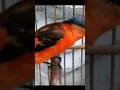 Download Lagu suara pikat burung mantenan dijamin Ampuh langsung nyaut