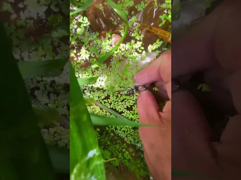 the beauty of nature - You didn't think it was that beautiful #satisfying