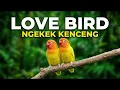 Lagu MASTERAN LOVEBIRD - Waspada Bunyi Sendiri