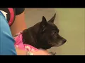 KTAL NBC 6 Clear the Shelters Pet Savers of Shreveport