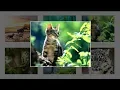 How To Create Image Gallery Using HTML CSS and Javascript Lightbox Gallery