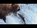 Grizzly Bears Catching Salmon Nature s Great Events BBC Earth