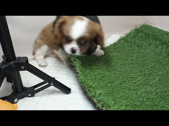 動画