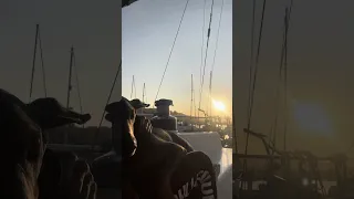 #travel #fyp #dream #pets #doberman #sailing