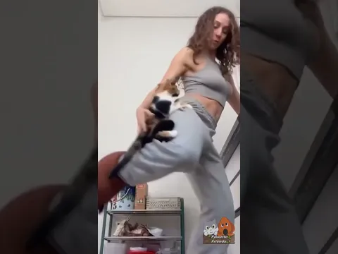 Funny Cats Compilation 2026 😹 Best Cute Cat Moments #shorts
