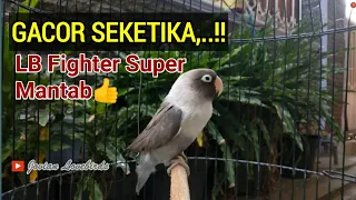 gacor seketika pancingan lovebird fighter ngetik ngekek super mantab