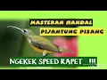 Download Lagu Pijantung pisang gacor ngekek kasar speed rapet