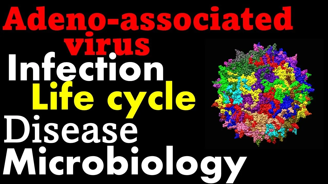 Adeno associated virus