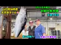 Download Lagu 今朝の魚市場6月26日木曜日の水揚げ状況🐟