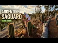 Argentine Saguaro Cactus Care Guide Trichocereus Terscheckii Tips