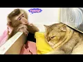 Download Lagu Monkey Lyly wonders why Tommy the cat sleeps in her mother's clothes and her adorable actions.